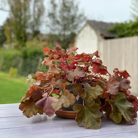14-een Oase Rust Tussen Polders En Kust Semesterbostad